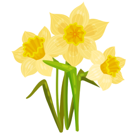 Spring daffodil promotion